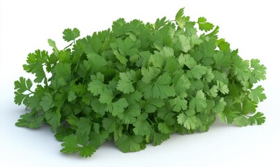 Obraz premium Fresh cilantro bunch on a white background, ideal for culinary use and food styling