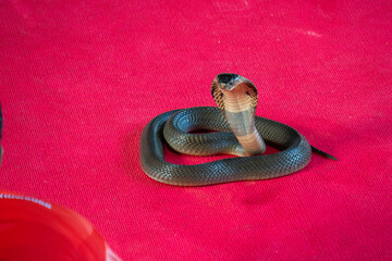 Krabi, thailand - Dec 24 2024: a Cobra show in thailand 