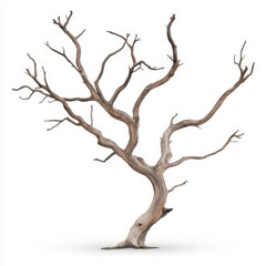 Bare Dry Tree with Twisted Branches Isolated on White Background