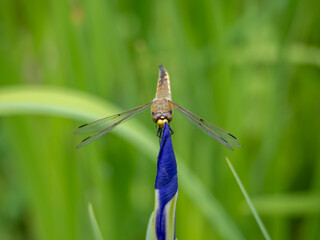 あやめの蕾とトンボ