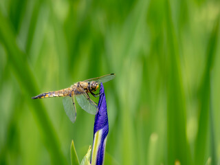 あやめで休むトンボ