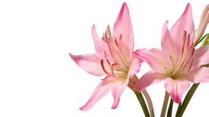 Naklejka premium Clematis flowers, flower, flowers, garden, ai art, ai, illustration