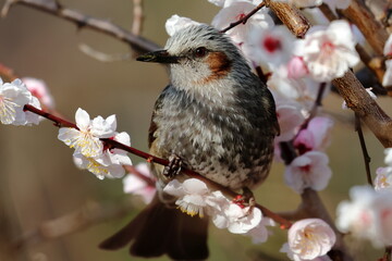 brown-eared bulbul
