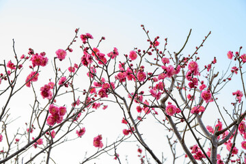 朝日を浴びて輝くピンク色の梅の花　神戸岡本梅林公園で撮影