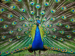 Obraz premium peacock with feathers. peacock, bird, animal, feathers, blue, feather, tail, green, nature, colorful, beautiful, beauty, wildlife, beak, color, peafowl, plumage, zoo, display, pride, pattern, head, ma