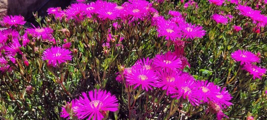 Naturaleza: el mundo en color violeta 