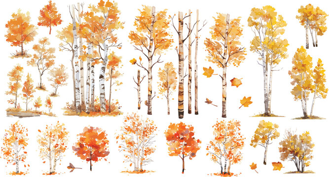 autumn birch tree watercolor clipart