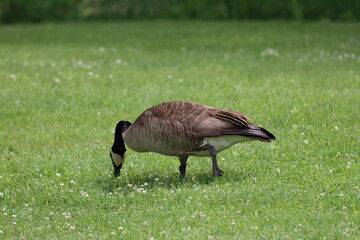 single adult Canada goose grazing on clover and grass in bright summer sunshine