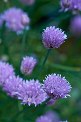Nature, leaves and flowers in field outdoor for sustainable, eco friendly or colorful landscape. Spring, park and bush of purple chives floral plants blooming in environment by countryside botany.