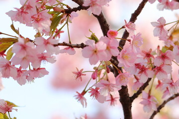 cherry blossom