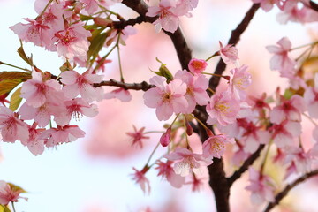 cherry blossom