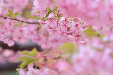 cherry blossom