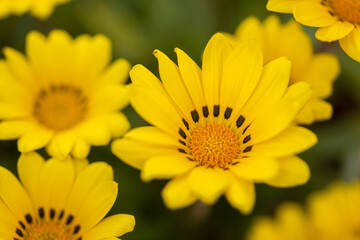 treasure flower, gazania