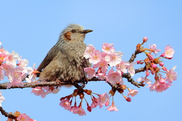 brown-eared bulbul
