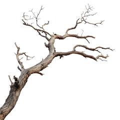 dry branch of big tree dead, isolated white background