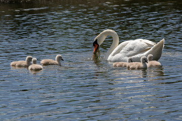 Mute swan (Cygnus olor), female, with seaweed in its beak, swimming in the river with six a few days old cygnets. Sunny spring day