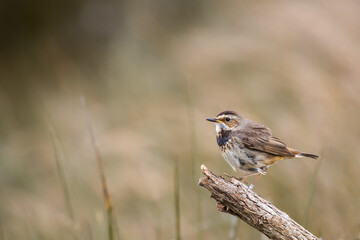Young bluethroat (Luscinia svecica) perches on a withered tree branch. Blurred background. Copy space. France, Europe