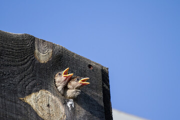Two hungry sparrow chicks (Passer domesticus) stick their heads out through a hole in the top of the loft. Copy space. World Sparrow Day. France, Europe