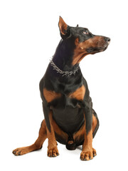 Adorable Doberman sitting on white background. Domestic pet