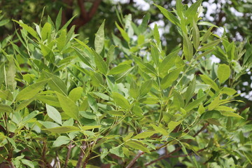 close-up spray of long narrow light green leaves in sunshine