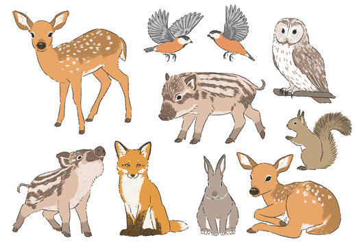 森の動物たちの手書きイラストセット