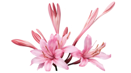 Clematis flowers, flower, flowers, garden, ai art, ai, illustration