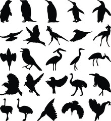 set of Bird vector shape