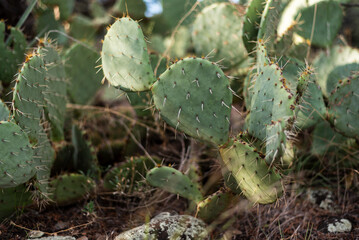 Close-up of prickly pear cactus in the desert, symbolizing Earth Day.
