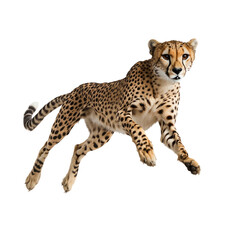 leopard in front of a white background