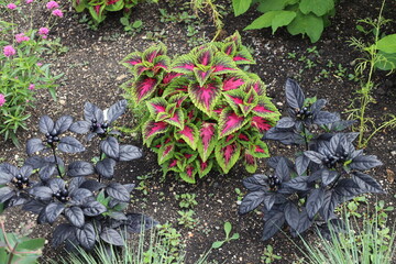 burst of bright green burgundy red leaves flanked by shiny all black leaves and and buds berries