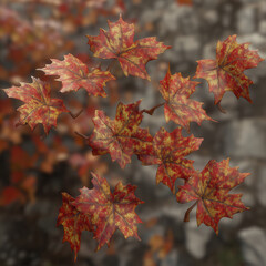 Vibrant Autumn Maple Leaves: Close-up of Colorful Foliage in a Serene Woodland Background