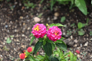 two bright pink balls of blossoms with yellow golden centers above rich green leaves
