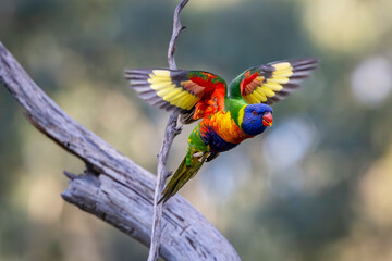 A Rainbow Lorikeet in flight in Victoria Australia