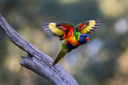 A Rainbow Lorikeet in flight in Victoria Australia