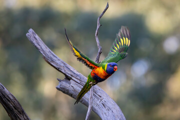 A Rainbow Lorikeet in flight in Victoria Australia