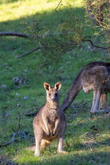 An eastern grey kangaroo looking directly at the camera in Victoria Australia