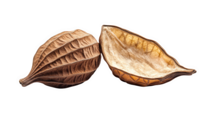 two dried seed pods. one partially open. revealing its inner structure their textured surfaces and natural colors highlight the beauty of plant materials. emphasizing the intricate designs found in na