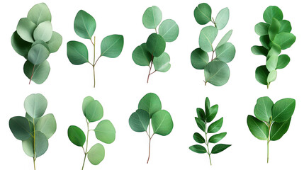 Obraz premium a collection of various green leaves arranged in a visually appealing manner. highlighting their different shapes and shades of green this composition can serve as a reference for botanical studies. d