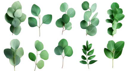 a collection of various green leaves arranged in a visually appealing manner. highlighting their different shapes and shades of green this composition can serve as a reference for botanical studies. d