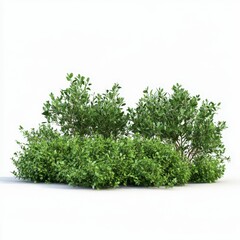 Fototapeta premium Lush Green Shrubs on White Background for Landscape Design and Natural Aesthetic Decoration