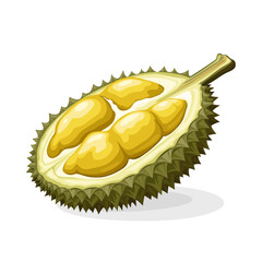 Illustration of half durian, isolated on white background.