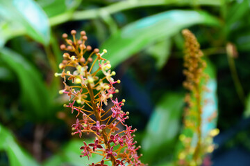Macro shot of vibrant red and yellow flowers on a tropical plant, set against lush green leaves in a natural environment