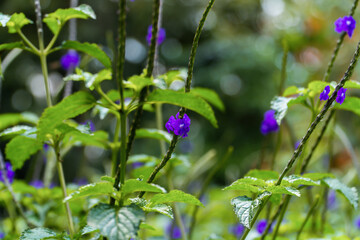 Close-up of vibrant purple Blue Porterweed (Stachytarpheta) flowers blooming among lush green leaves, with a softly blurred natural background