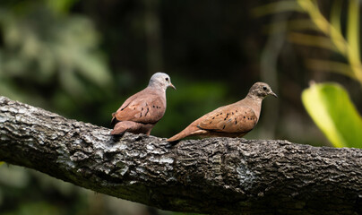Columbina talpacoti. Two birds perched on a wooden post. The scene is surrounded by lush green vegetation