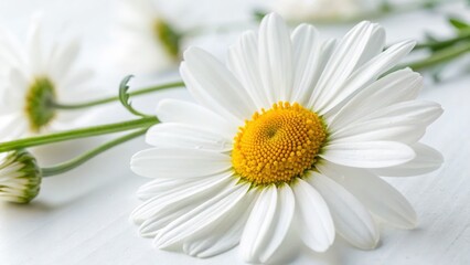 Fototapeta premium Oxeye Daisy Close-Up: Leucanthemum Vulgare