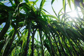 Obraz premium Sugarcane crops grow in field