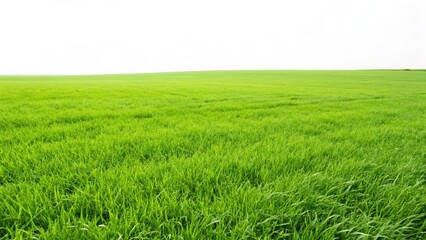 Fototapeta premium Vibrant Green Grass. Abundance of Green Field