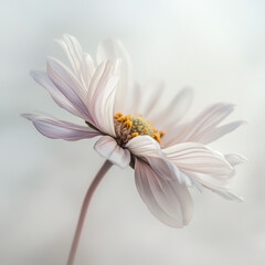 Obraz premium Soft, aesthetic petals adorn the delicate, vivid daisy, isolated on a white background