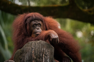 Orang Utan