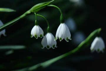 Fototapeta premium 釣鐘状の白い花が下向きに咲く